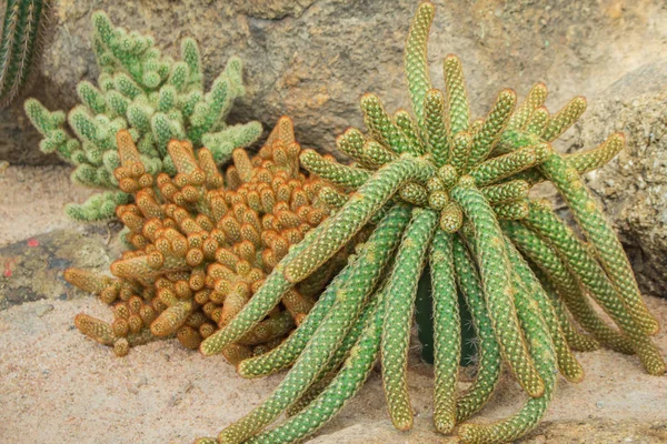 Kaktus v zahradě. — Stock fotografie