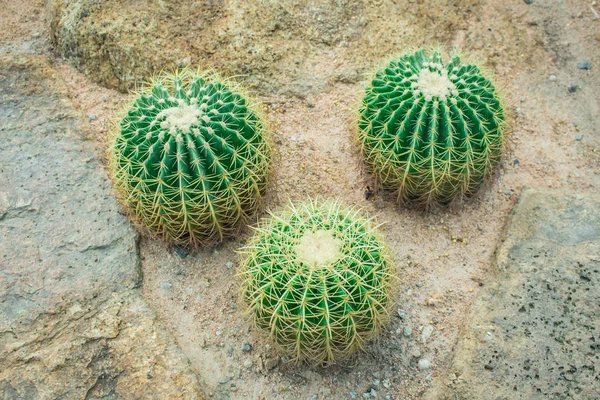 Cactus in the garden. — Stock Photo, Image