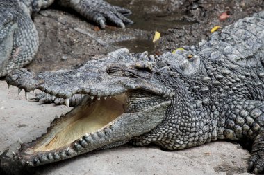 Timsah avcısı karada uyuyor.