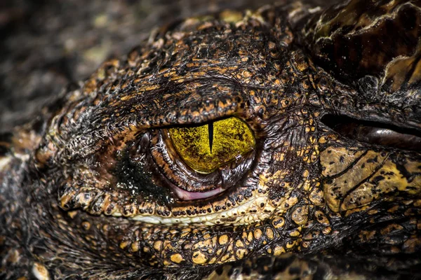 Gelbe Augen des Jägers . — Stockfoto