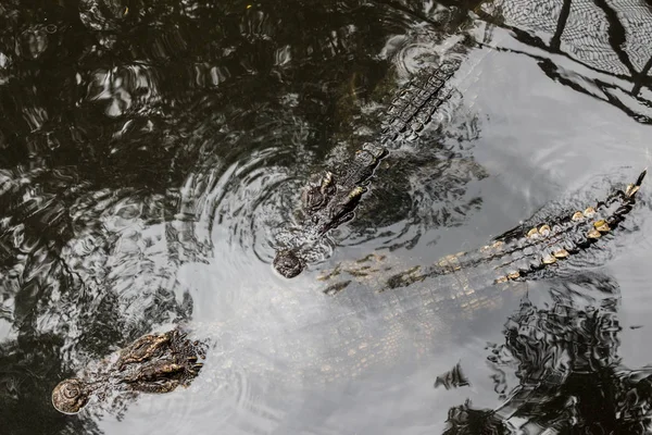 Crocodilo flutuando na água . — Fotografia de Stock