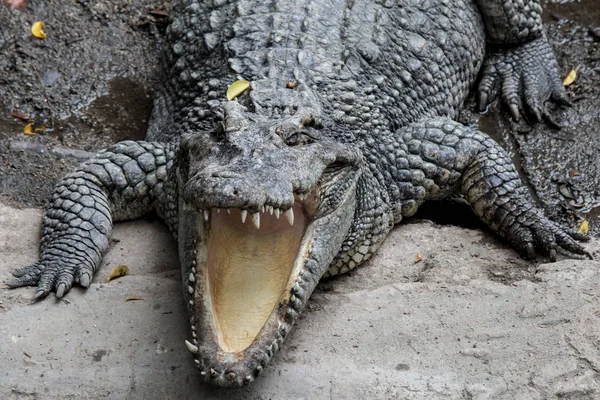 Caçador de crocodilos dormindo em terra . — Fotografia de Stock