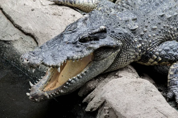 Caçador de crocodilos dormindo em terra . — Fotografia de Stock