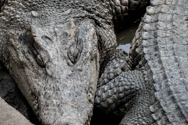 Caçador de crocodilos dormindo em terra . — Fotografia de Stock