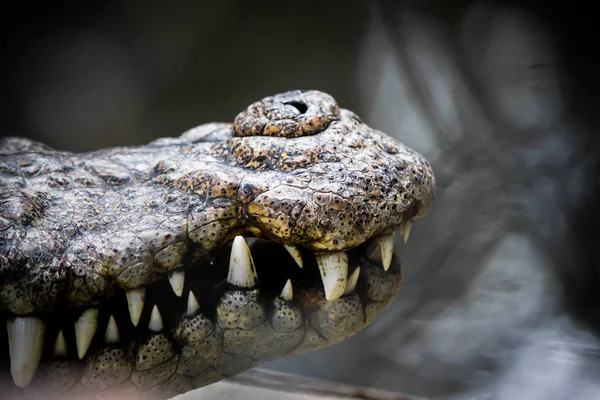 Boca do caçador de crocodilos . — Fotografia de Stock