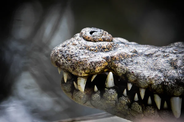 Maul des Krokodiljägers. — Stockfoto