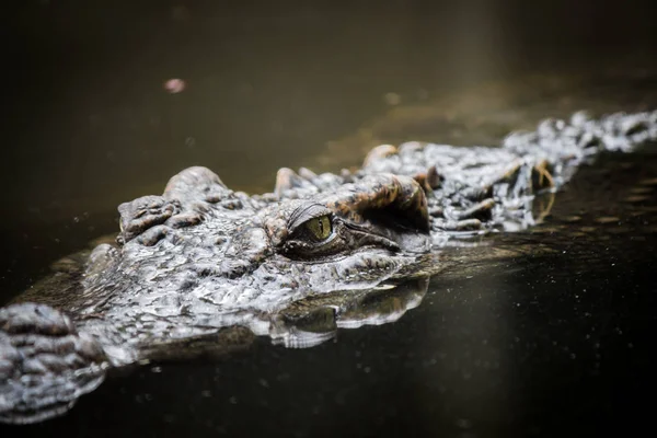 Krokodil treibt im Wasser. — Stockfoto