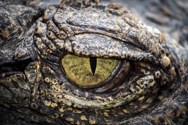 Gelbe Augen des Jägers . — Stockfoto