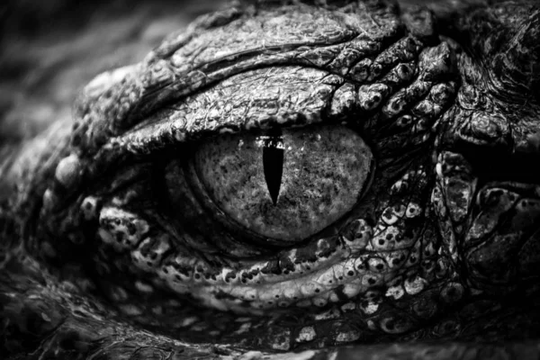 Black and white eyes of hunter . — Stock Photo, Image