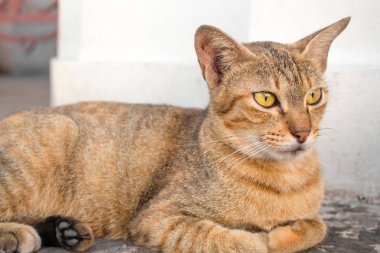 Sarı gözlü kahverengi kedi ve siyah gözlü bir hilal bakmak vardır