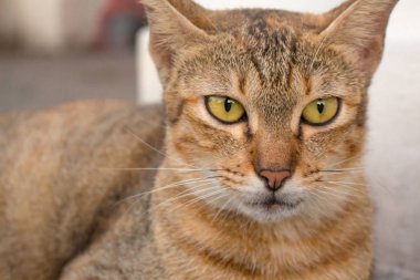 Sarı gözlü kahverengi kedi ve siyah gözlü bir hilal bakmak vardır