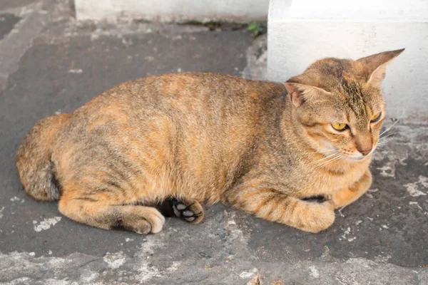 Gato marrom com olhos amarelos e um crescente de olhos pretos são olhar — Fotografia de Stock