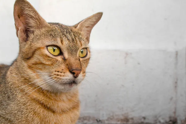 Brown cat with yellow eyes and a crescent of black eyes are look