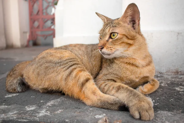 Gato marrom com olhos amarelos e um crescente de olhos pretos são olhar — Fotografia de Stock