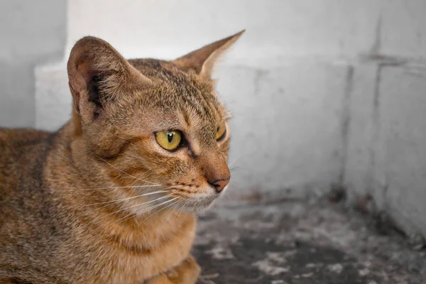 Gato marrom com olhos amarelos e um crescente de olhos pretos são olhar — Fotografia de Stock