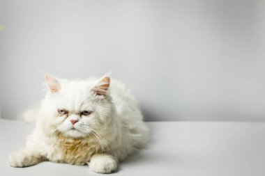 Beyaz arka plan üzerinde kaşlarını yün ile beyaz Farsça kedi.
