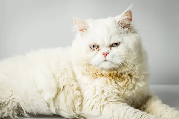 Белый персидский кот с шерстью, хмурящийся на белом фоне . — стоковое фото