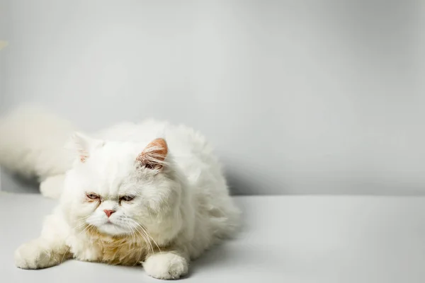 Белый персидский кот с шерстью, хмурящийся на белом фоне . — стоковое фото