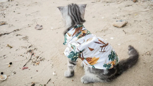 İskoç kat kedi plajda bir gömlek giyiyor. — Stok fotoğraf