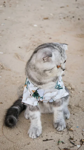 Skotská kocoura na pláži s košilí. — Stock fotografie