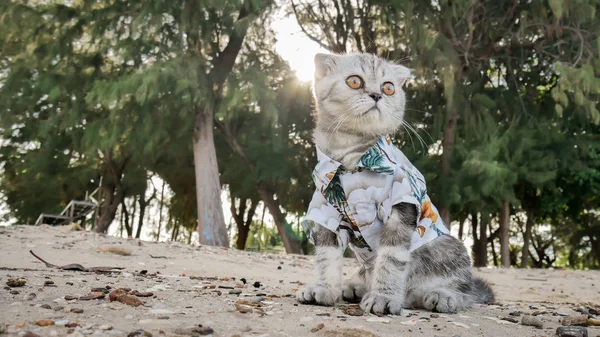 Gato escocés con camisa en la playa . — Foto de Stock