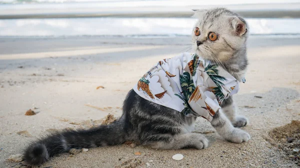 Gato escocés con camisa en la playa . — Foto de Stock