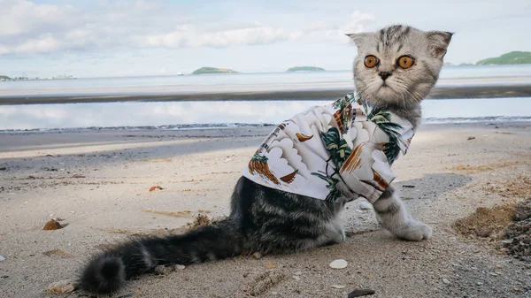 Scottish Fold katt klädd i en skjorta på stranden. — Stockfoto