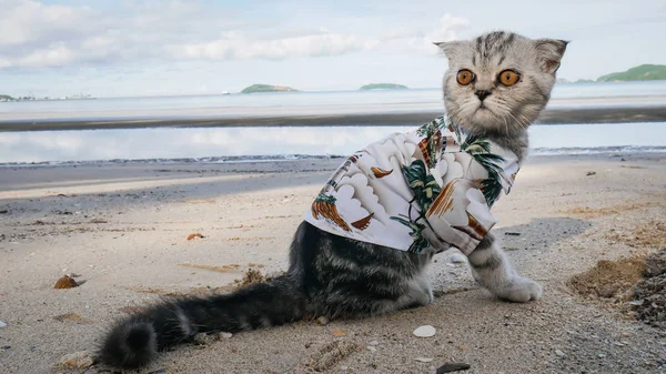 Escocês gato dobrável vestindo uma camisa na praia . — Fotografia de Stock