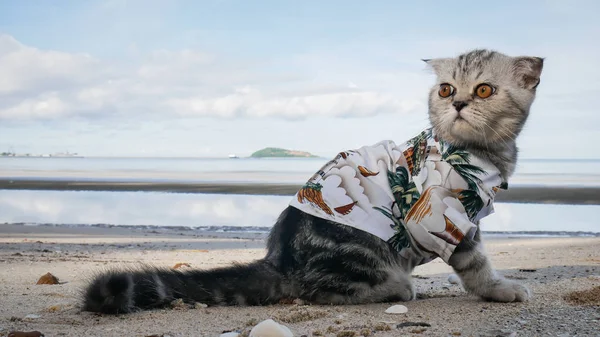 Scottish fold cat wearing a shirt at the beach. — Stock Photo, Image