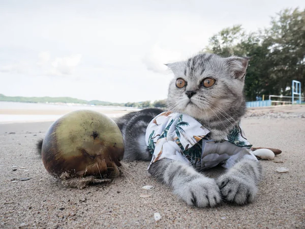 Gato escocés con camisa en la playa . — Foto de Stock