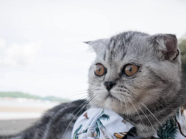 Escocês gato dobrável vestindo uma camisa na praia . — Fotografia de Stock