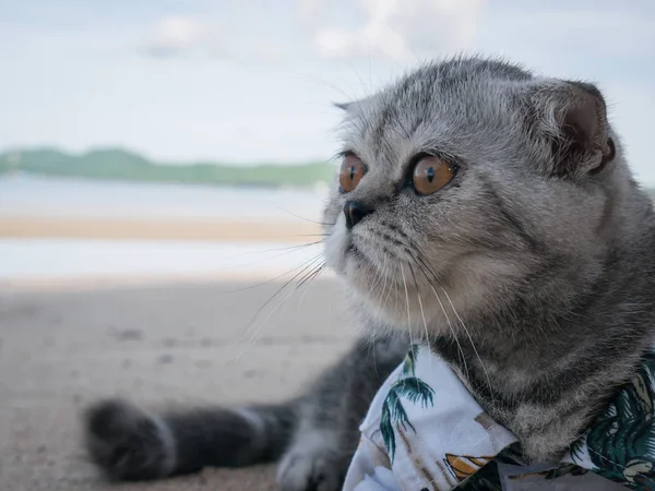 Escocês gato dobrável vestindo uma camisa na praia . — Fotografia de Stock