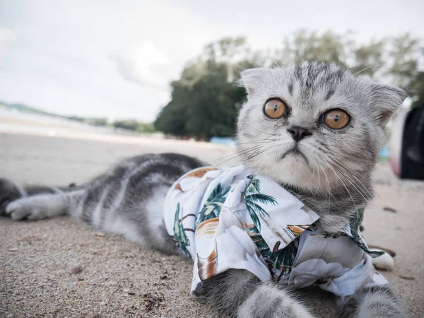 Escocês gato dobrável vestindo uma camisa na praia . — Fotografia de Stock