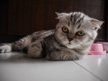 İskoç kat kedi kürk gri.