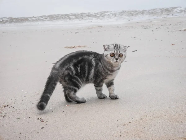 Pliegue escocés gato en la playa . — Foto de Stock