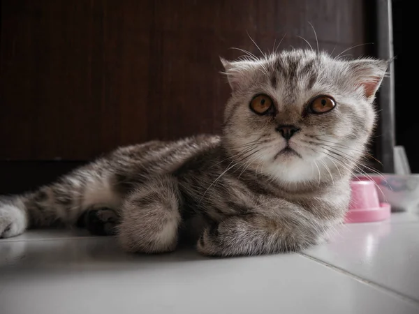 İskoç kat kedi kürk gri.