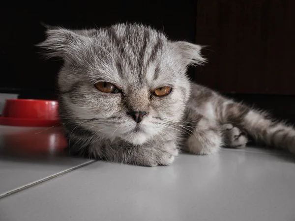Pliegue escocés gato piel gris . —  Fotos de Stock