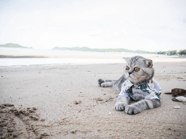 Escocês gato dobrável vestindo uma camisa na praia . — Fotografia de Stock