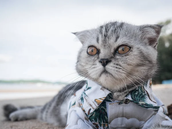 Gato escocés con camisa en la playa . — Foto de Stock