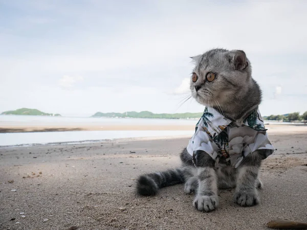 Gato escocés con camisa en la playa . — Foto de Stock