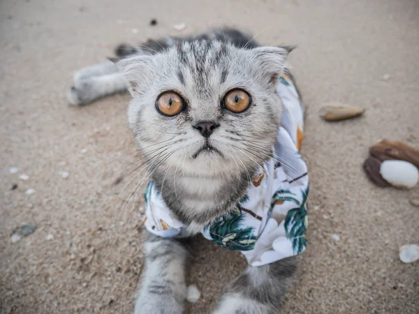 Escocês gato dobrável vestindo uma camisa na praia . — Fotografia de Stock