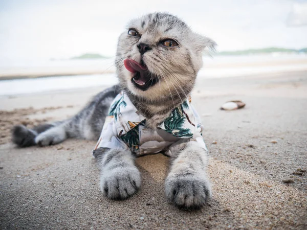 Gato escocés con camisa en la playa . — Foto de Stock