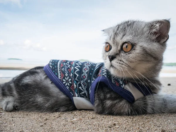 Gato escocés con camisa en la playa . — Foto de Stock