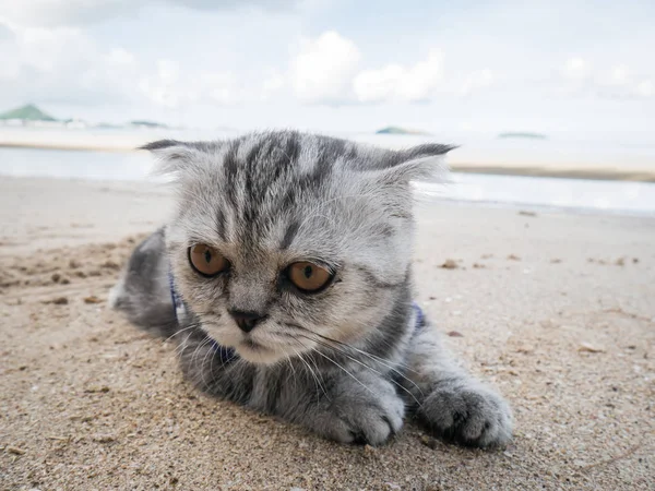 Шотландская складная кошка в рубашке на пляже . — стоковое фото