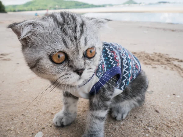 Escocês gato dobrável vestindo uma camisa na praia . — Fotografia de Stock