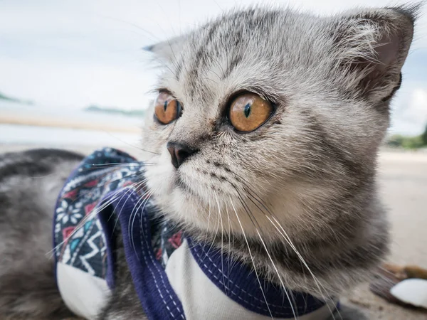 Escocês gato dobrável vestindo uma camisa na praia . — Fotografia de Stock