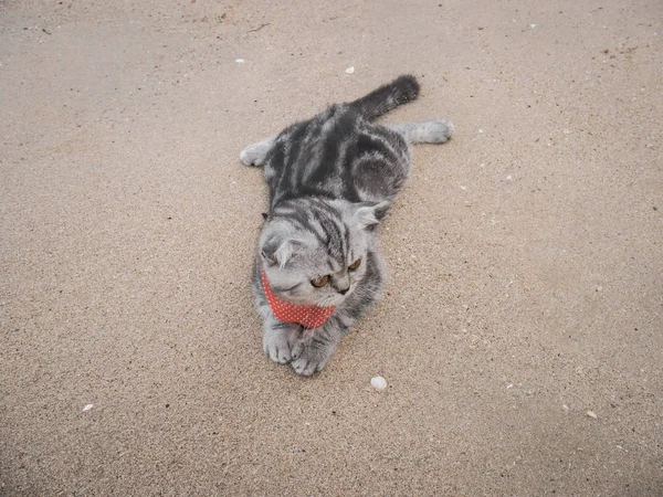 Escocês dobra gato na praia . — Fotografia de Stock