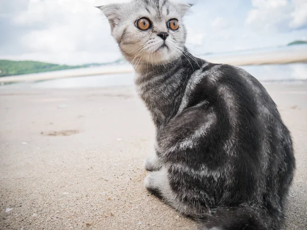 Pliegue escocés gato en la playa . — Foto de Stock