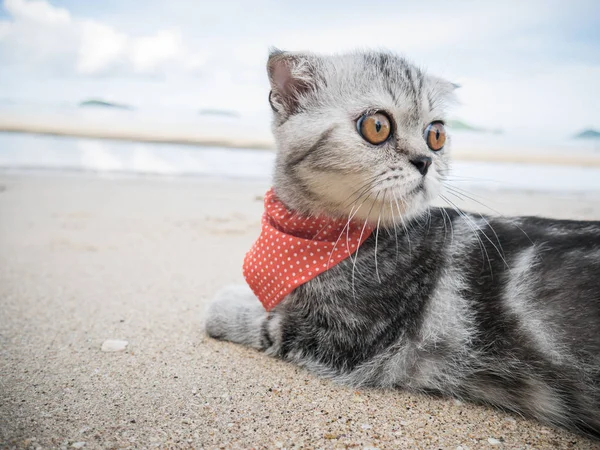 Pliegue escocés gato en la playa . — Foto de Stock