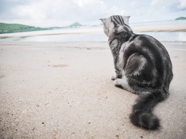 Pliegue escocés gato en la playa . — Foto de Stock